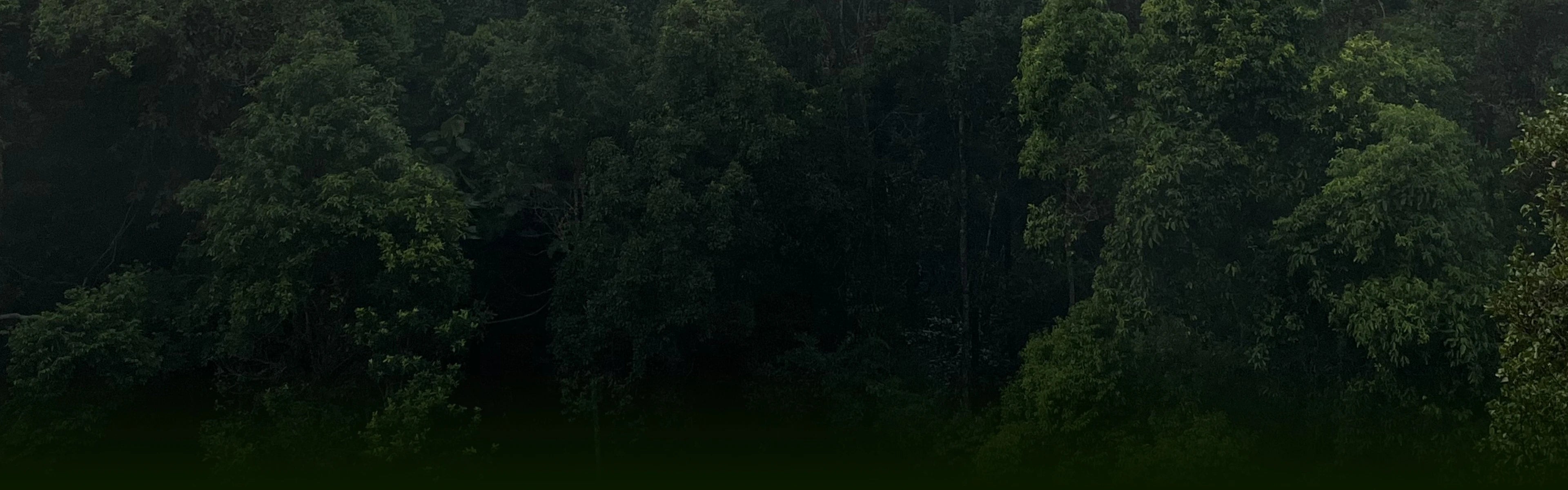 Dense tropical rainforest covered in early-morning mist, with layers of tree canopies fading into distant blue mountains under a soft, cloudy sunrise.